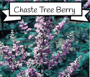 chaste tree berry for estrogen 