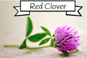 red clover for estrogen 